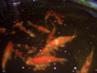 Prize quality Koi