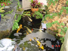 Old Koi