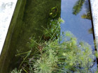 Pond before
