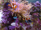 Clown fish in anenome