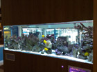 Resturant Aquarium